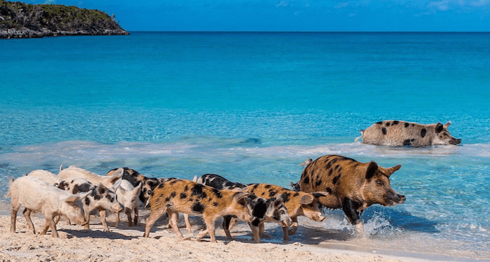Багамские дикие свиньи