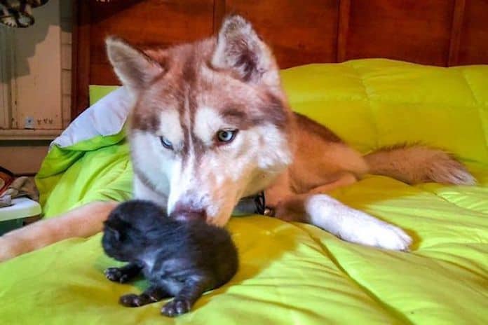 Хаски по кличке Баннер спасла семь котят и стала их новой мамой